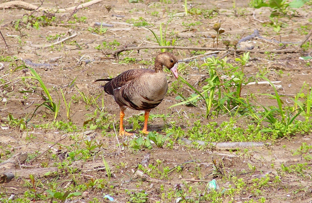 P4890379：マガン_R