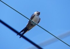P1180597：コシアカツバメ_R