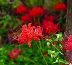P4390048：彼岸花_R