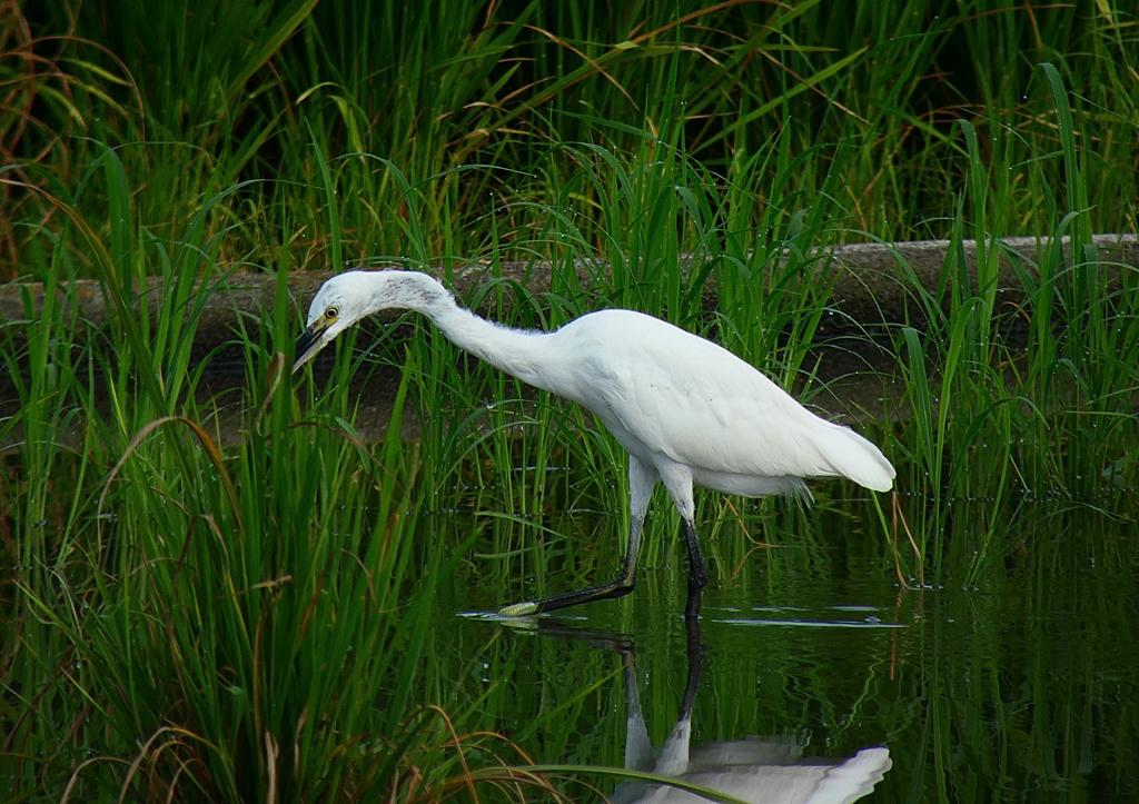 P1070184：コサギ_R