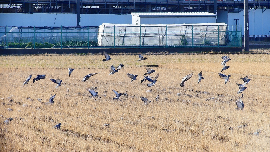 P1630460：飛ぶカワラバト_R