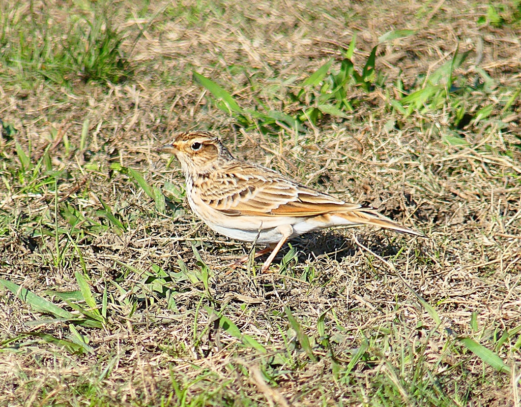 P4490847：ヒバリ_R