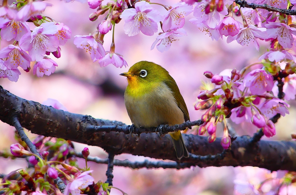 P4780010：メジロ＜河津桜＞_R