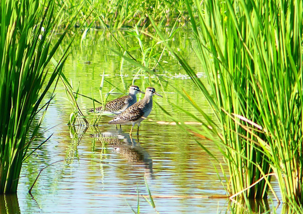 P1150724：タカブシギ_R