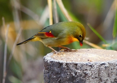 P1600173：ソウシチョウ_R