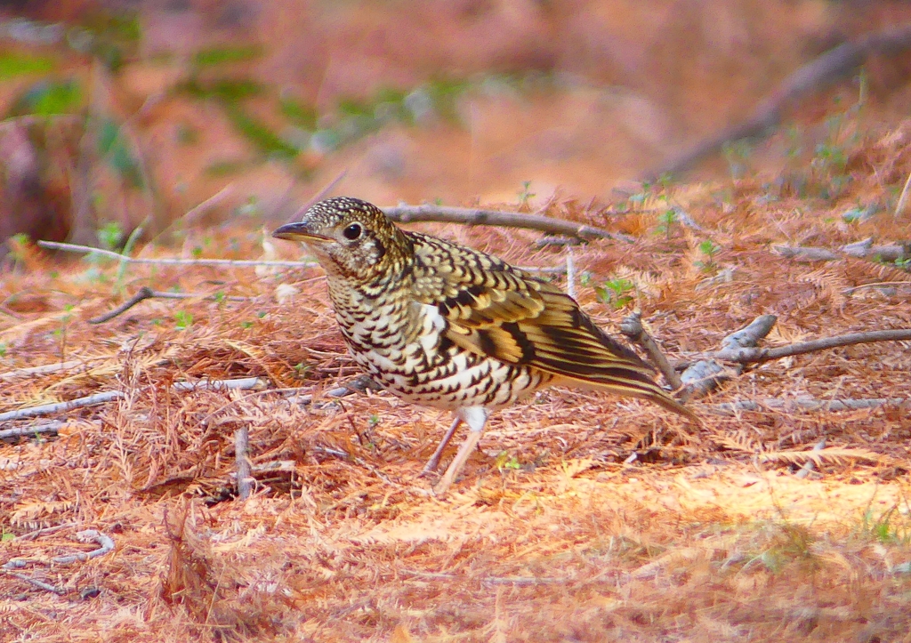 P1800741：トラツグミ_R