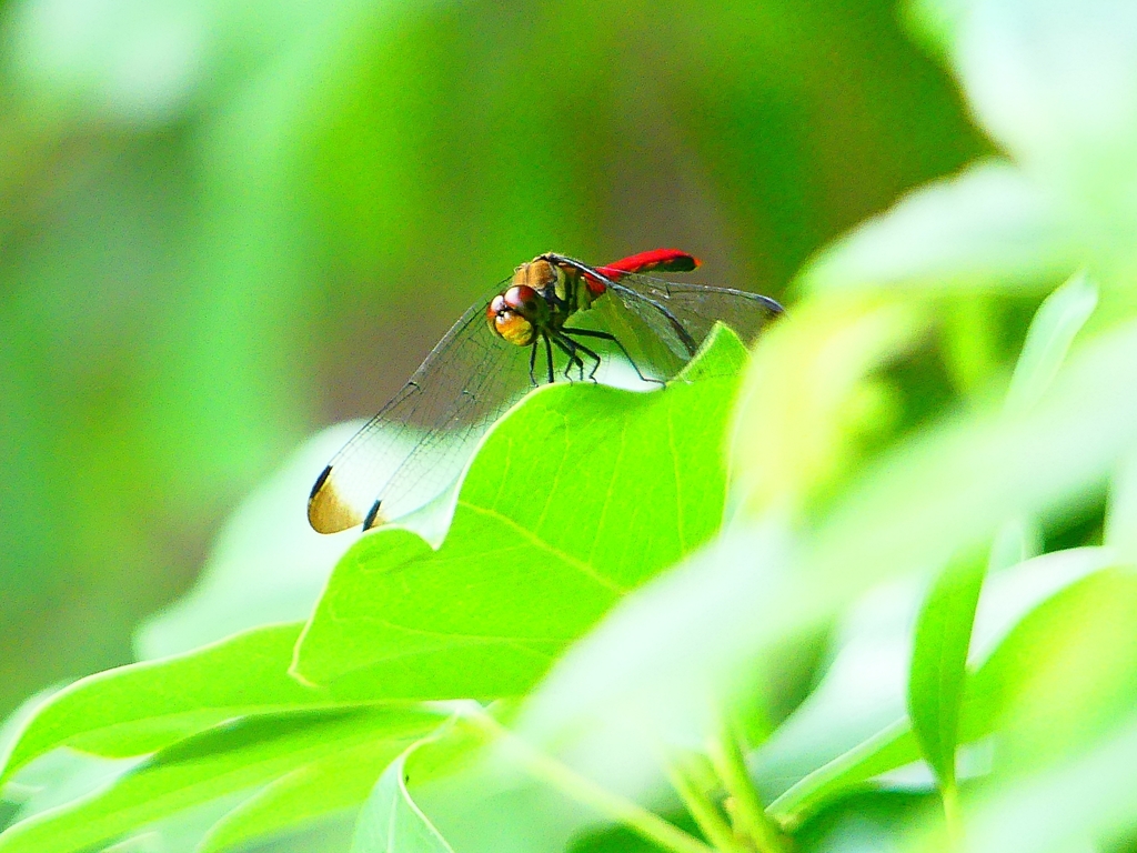 P1080274：リスアカネ_R