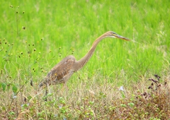 P1410300：ムラサキサギ_R