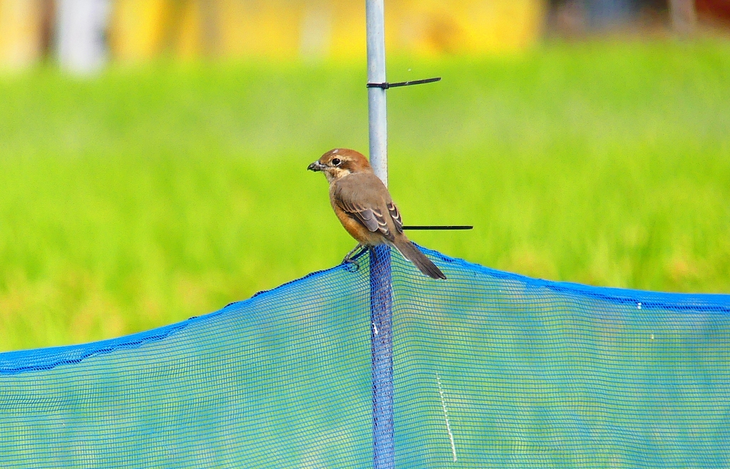 P4350161：モズ（メス）_R