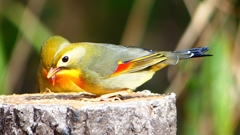 P1830955：ソウシチョウ-01_R
