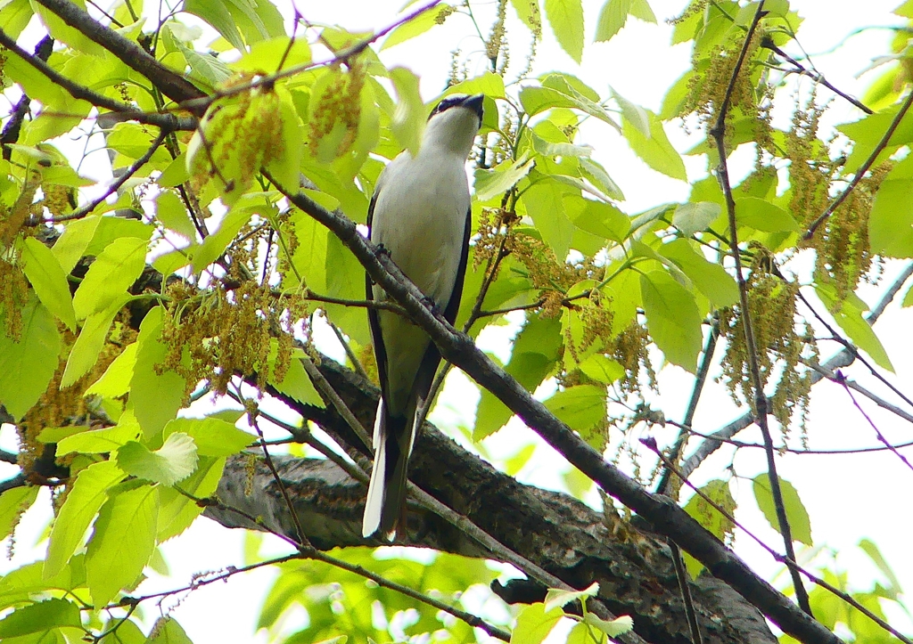 P1930828：サンショウクイ_R