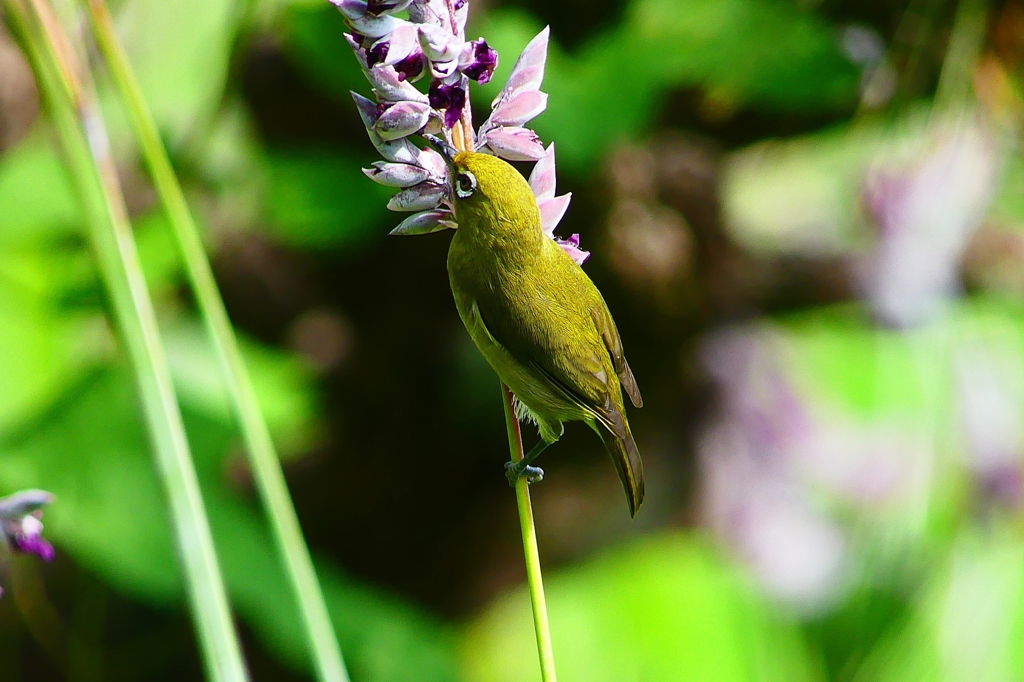 P1020045：メジロ_R