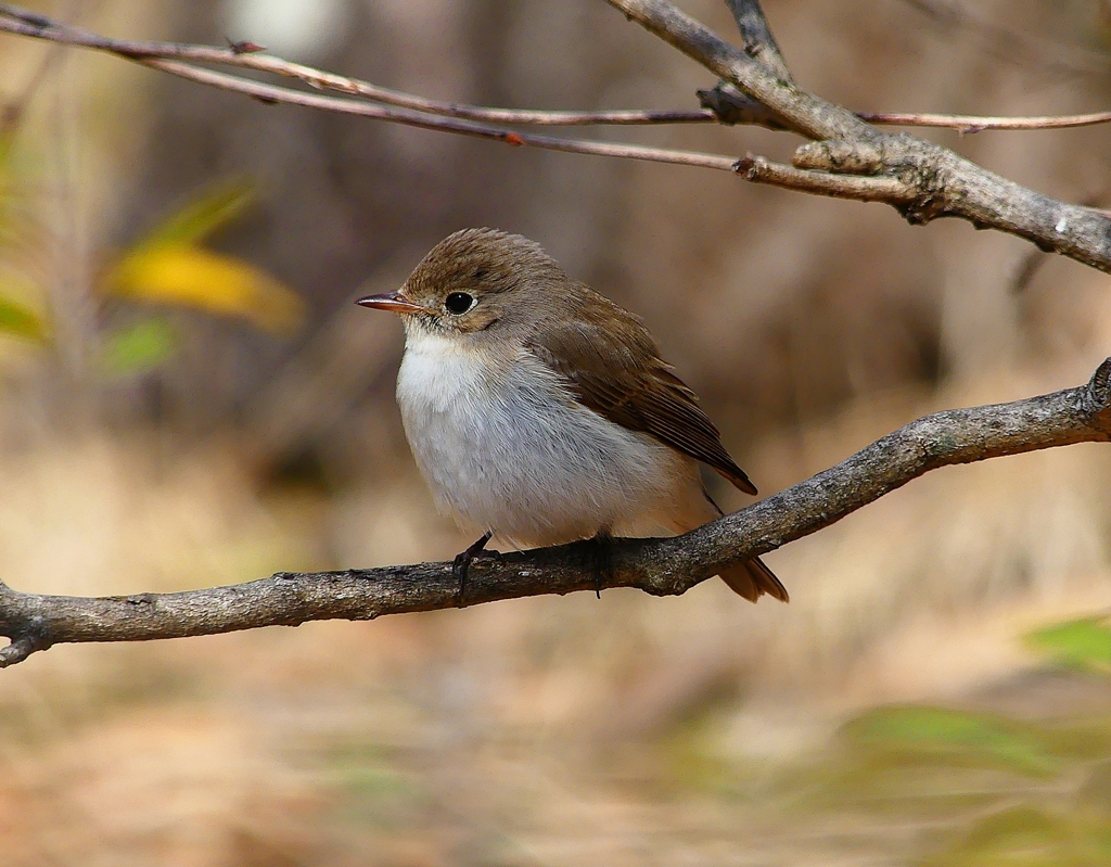 P4820717：ニシオジロビタキ_R