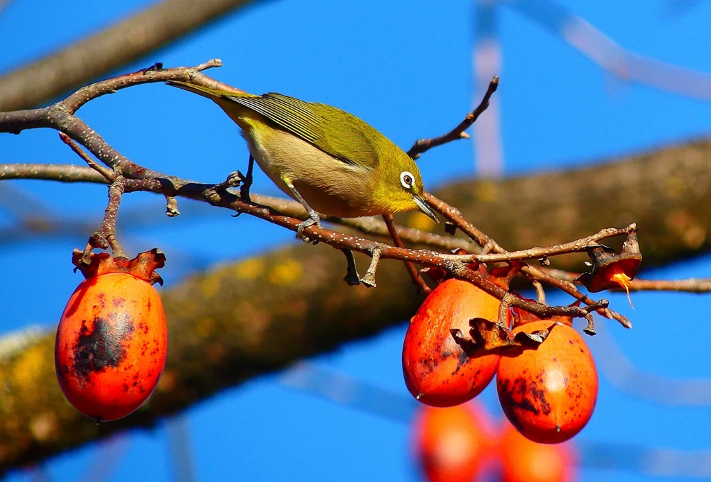 P4650321：メジロ_R