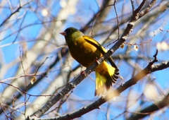 P1880255：カワラヒワ_R