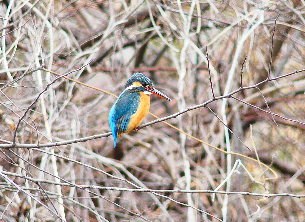 P4840007：カワセミ（メス）_R