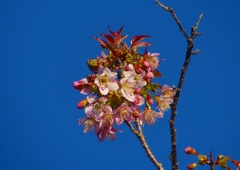 P1550429：ヒマラヤザクラ_R