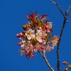 P1550429：ヒマラヤザクラ_R