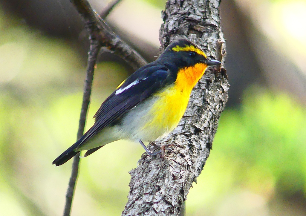 P1980354：キビタキ（オス）_R