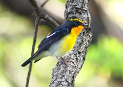 P1980354：キビタキ（オス）_R
