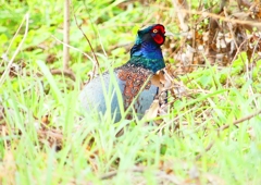 P1840608：キジ（オス）_R