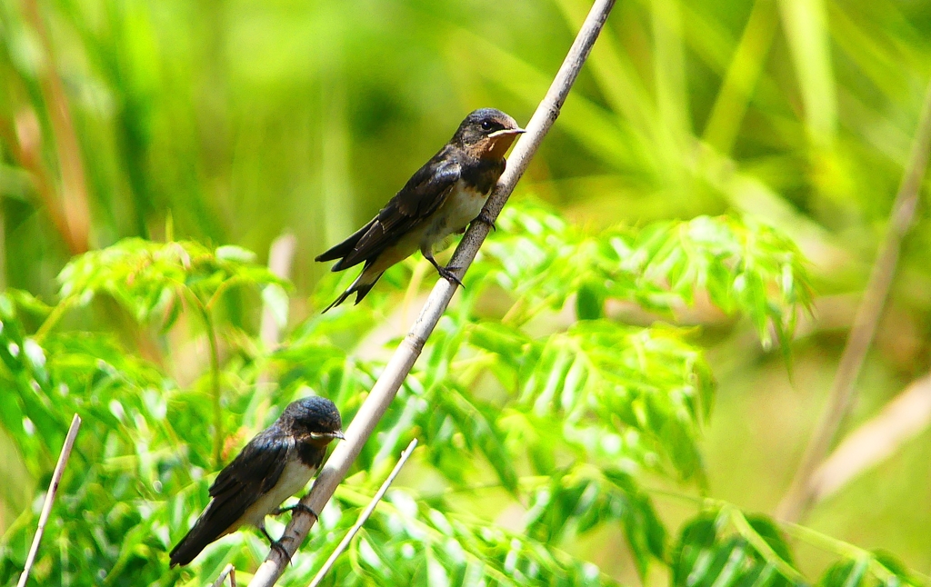 P1010245：ツバメ（幼鳥）_R