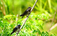 P1010245：ツバメ（幼鳥）_R