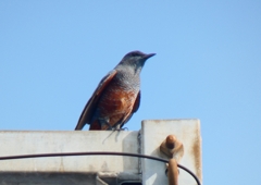 P1070364：イソヒヨドリ（オス）_R
