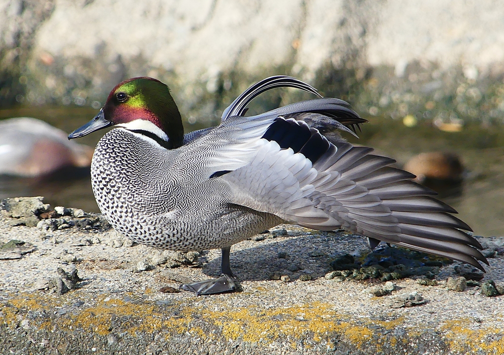 P1580571：ヨシガモ_R