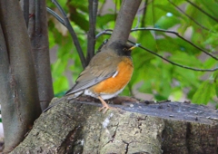 P1780045：オオアカハラ_R