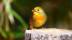 P1840224：ソウシチョウ-33_R