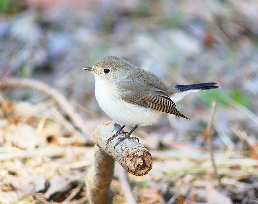 P4620528：ニシオジロビタキ_R
