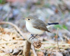 P4620528：ニシオジロビタキ_R