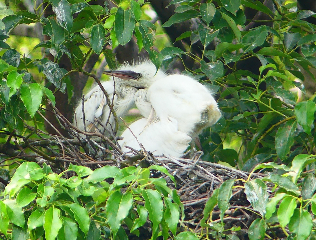 P1120760：コサギのヒナ_R