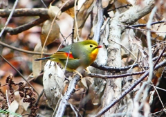 P1750734：ソウシチョウ_R