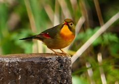 P1550729：ソウシチョウ_R