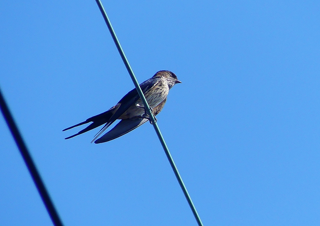 P1180484：コシアカツバメ_R