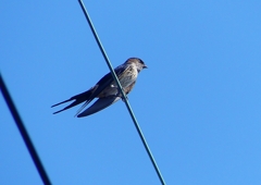 P1180484：コシアカツバメ_R