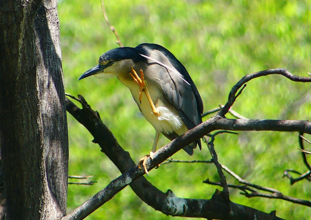 P2010461：ゴイサギ_R