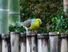 P4730607：アオバト（オス）_R