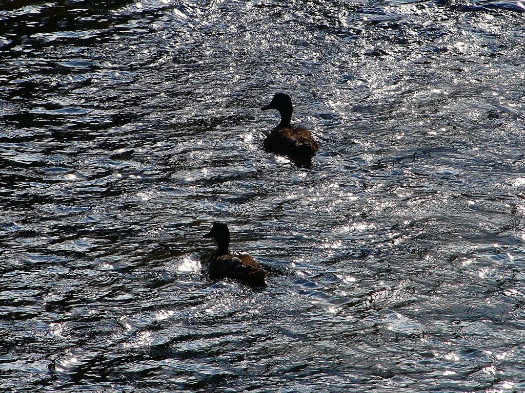 P1080478：マガモ_R