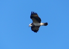 P1530749：飛ぶミサゴ_R
