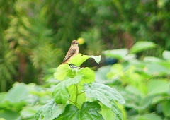 P1260326：ノビタキ_R
