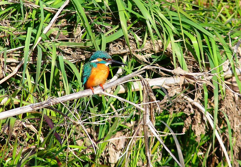 P4800446：カワセミ（オス）_R