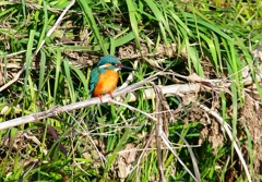 P4800446：カワセミ（オス）_R