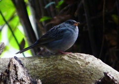P1750541：クロジ_R