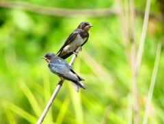 P1010269：ツバメ（幼鳥）_R