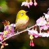 P4790396：メジロ＜河津桜＞_R