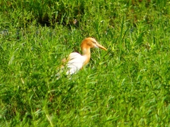 P1120891：アマサギ_R