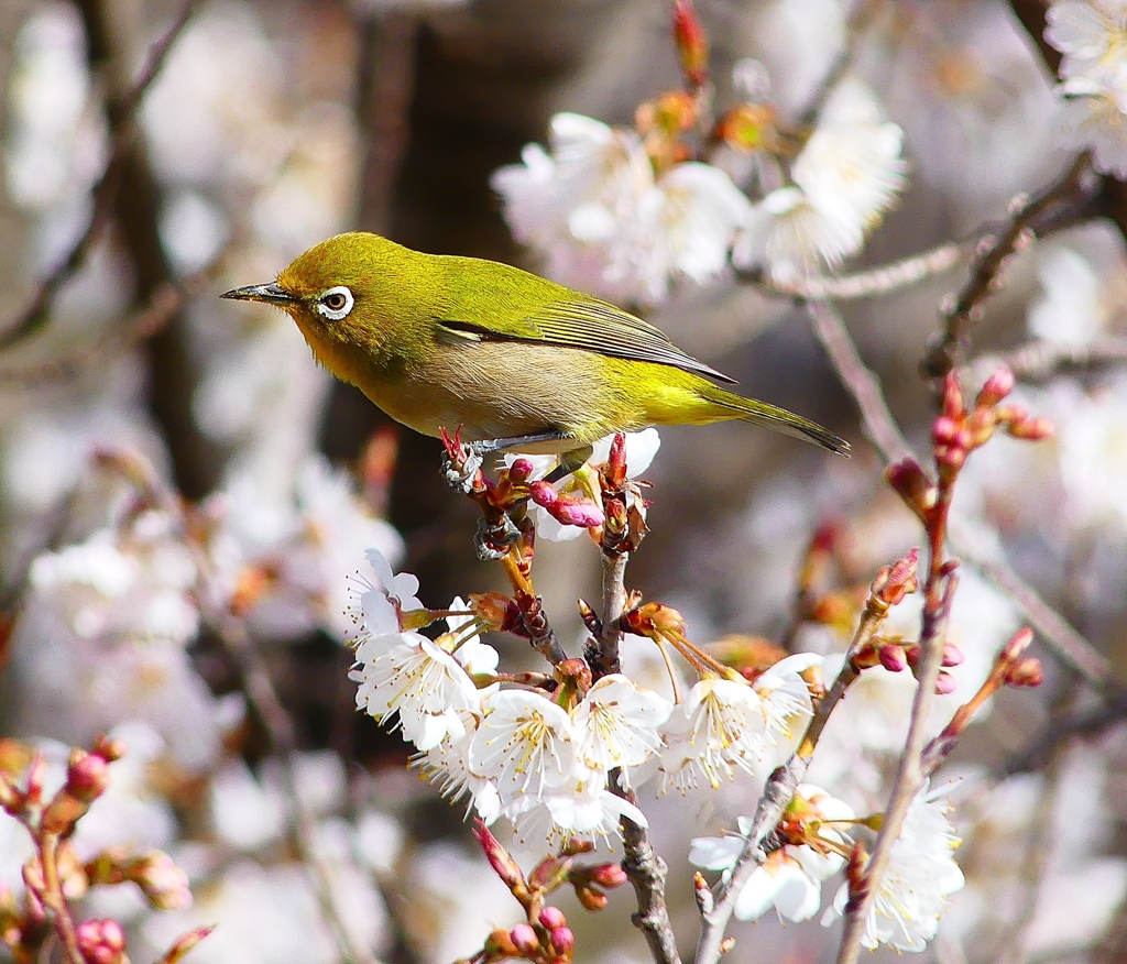 P4840488：桜にメジロ_R